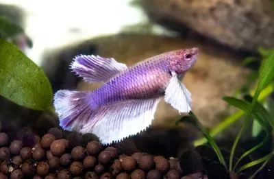 a purple betta with white fins in a tank